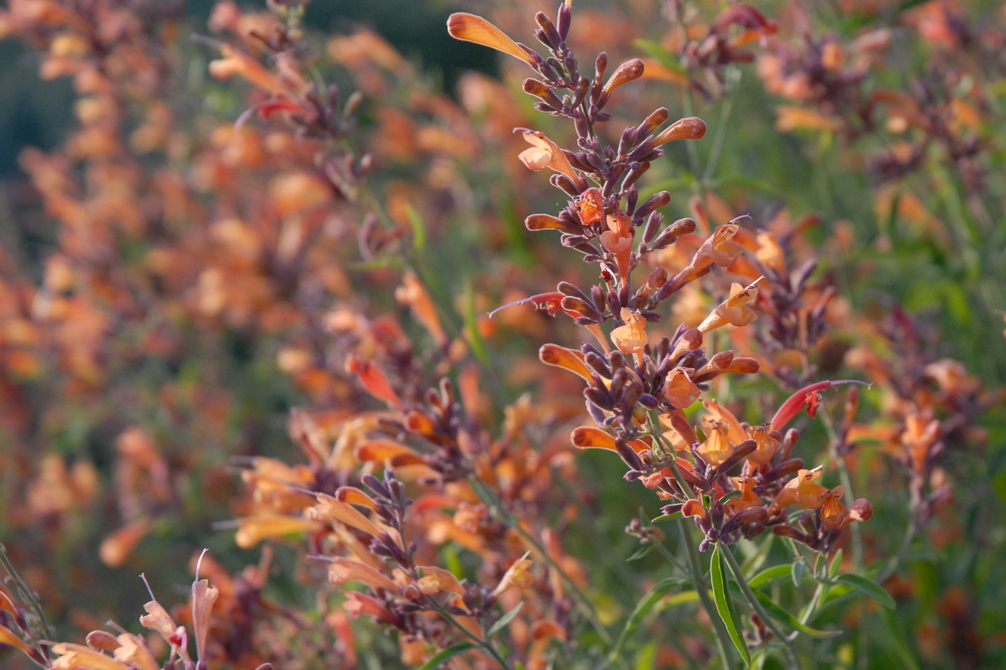 Sunset Hyssop